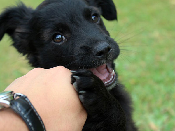 The Wildlife Enthusiast