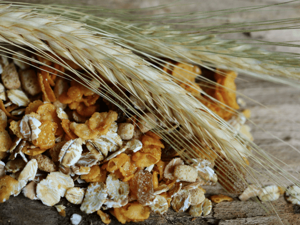 muesli or oats which is better for weight loss muesli or oats which is better for weight loss