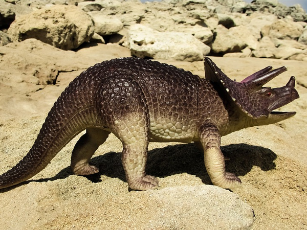 If Your Choice Is Triceratops 