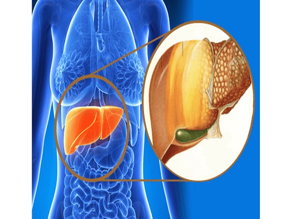 Enhances Liver Health