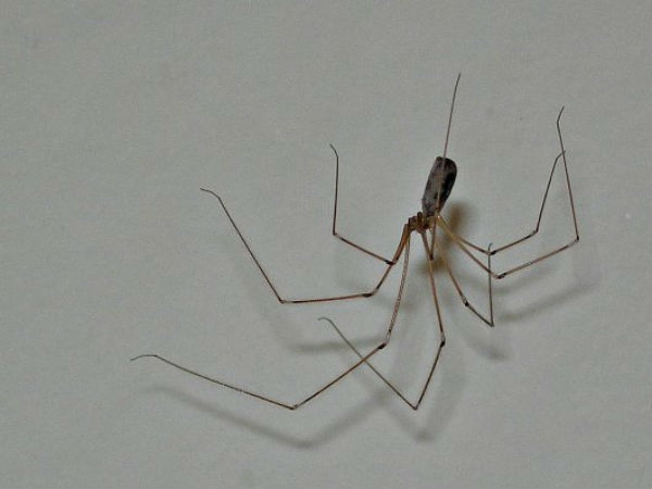 A Spider Found Living In Pensioner’s Ear! A Spider Found Living In Pensioner’s Ear!