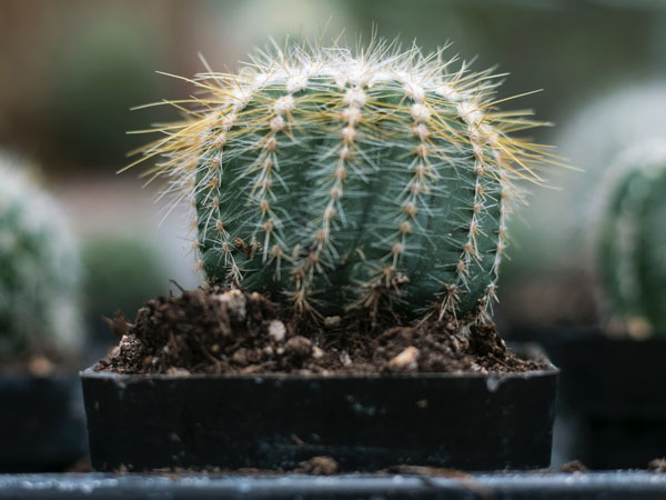 Cactus