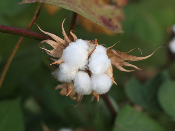Cotton 