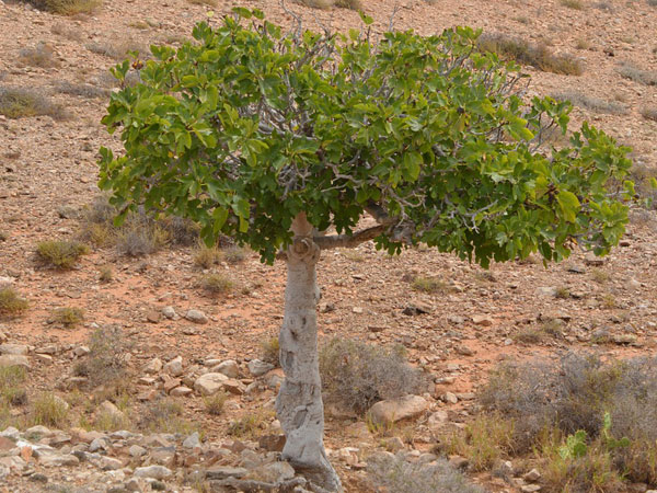 A Fig Tree Grew On The Dead Man’s Body A Fig Tree Grew On The Dead Man’s Body