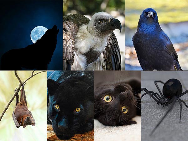 Images Of Animals