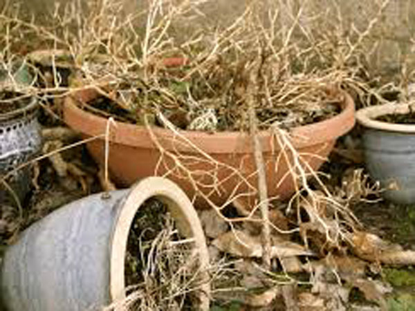 Other Rules For Keeping Plants At Home