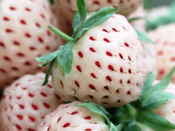  7 Health Benefits Of Pineberries