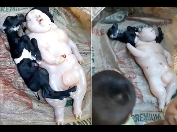 Goat Gives Birth To Half-Pig Half-Human Animal Goat Gives Birth To Half-Pig Half-Human Animal
