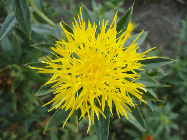 safflower oil benefits, safflower oil benefits,