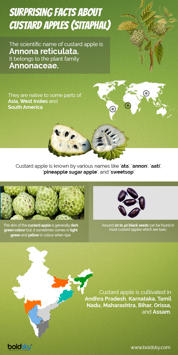 custard apple benefits infographics custard apple benefits infographics