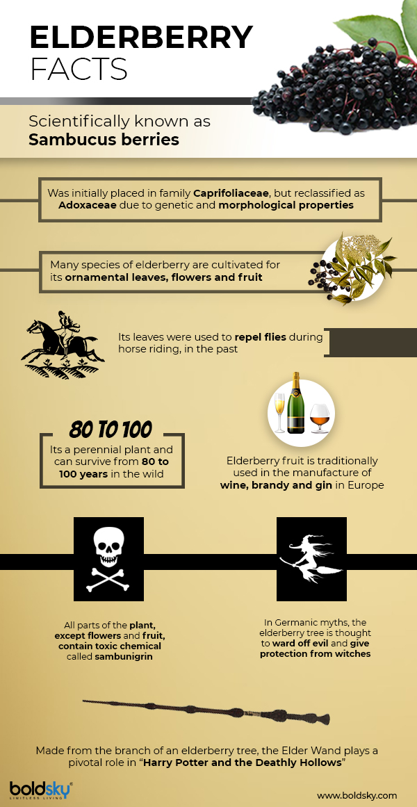 Elderberry Elderberry