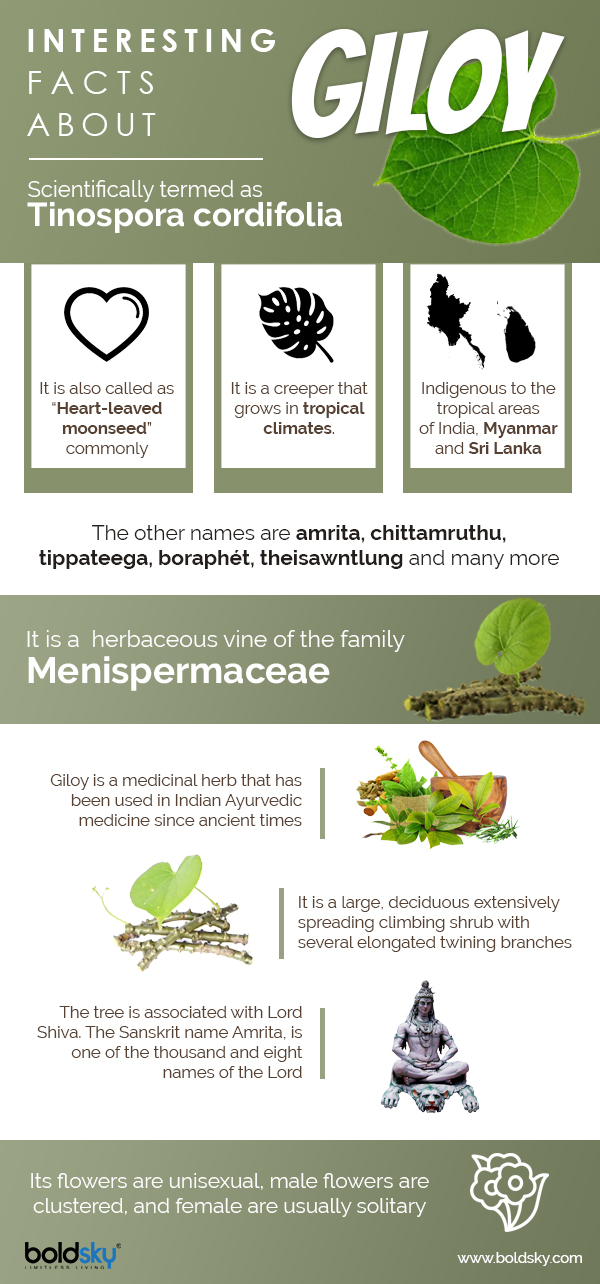 Giloy Benefits: Infographic 