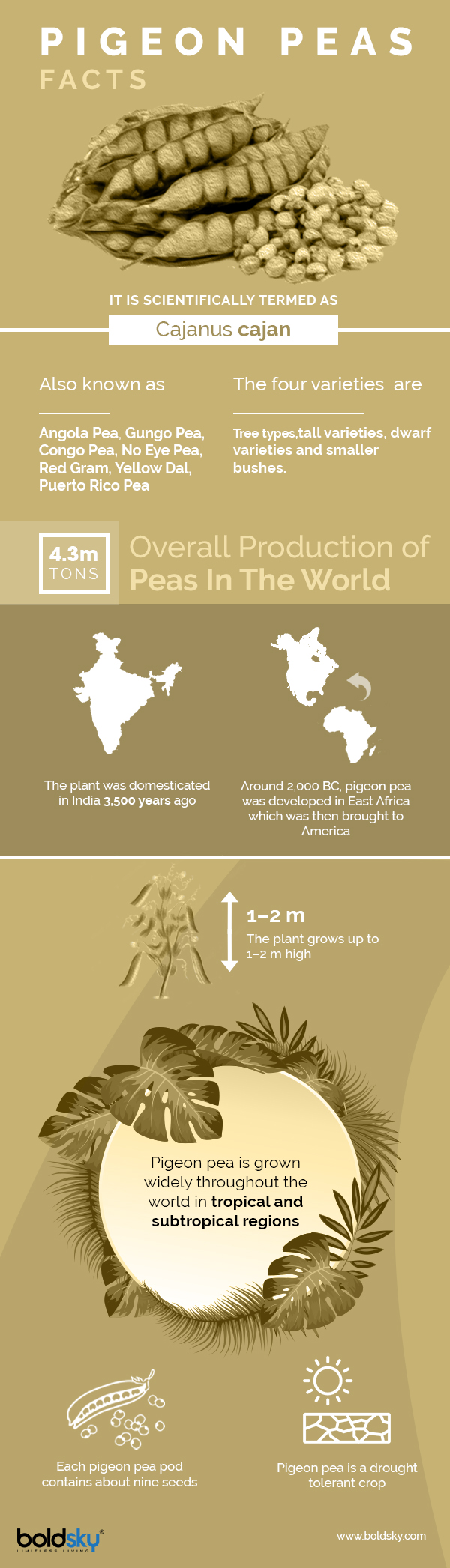 Pigeon Peas