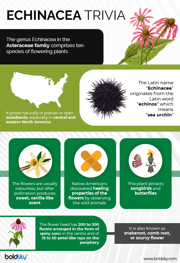 echinacea facts