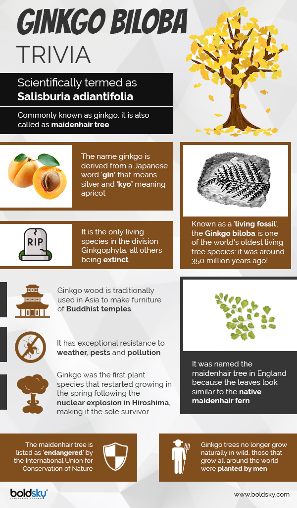 ginkgo facts