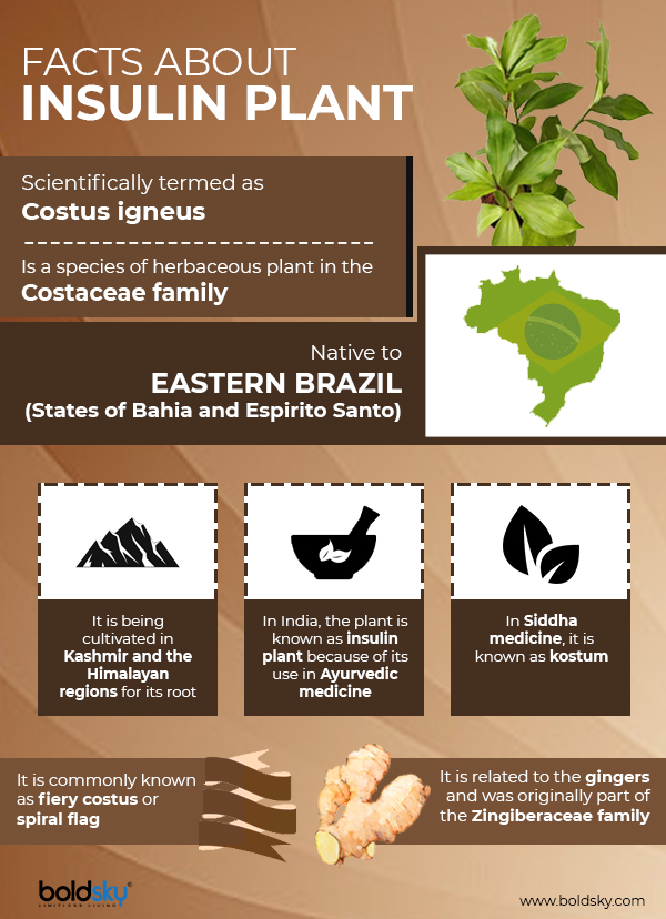 Insulin Plant Does It Cure Diabetes? Benefits, Dosage & Risks