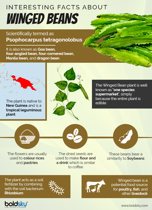 winged beans info