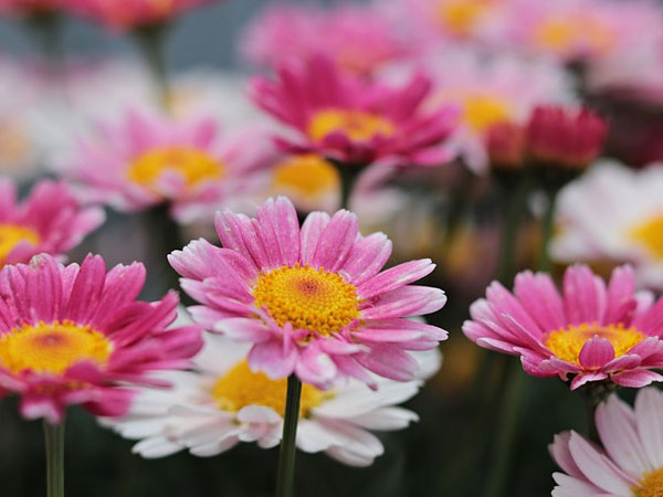 ayurveda for spring ayurveda for spring