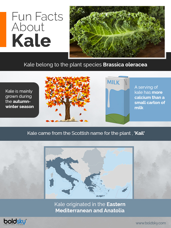 kale benefits infographics kale benefits infographics