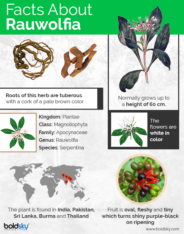 Rauwolfia serpentina