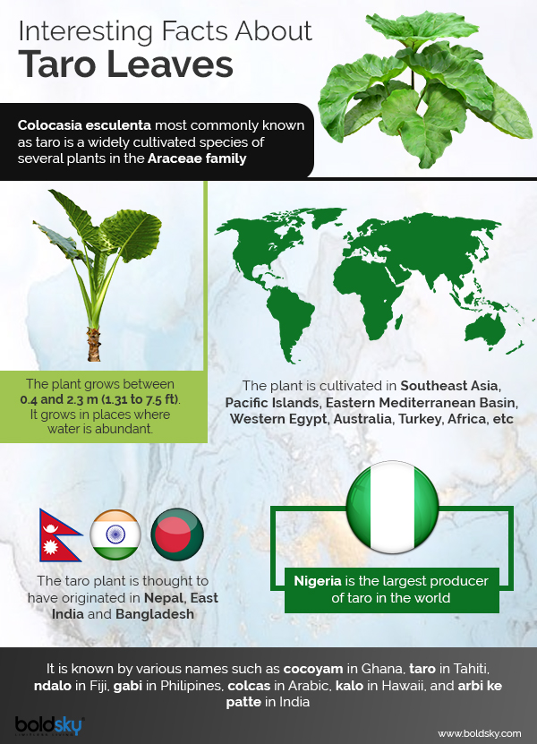 taro leaves benefits infographic taro leaves benefits infographic