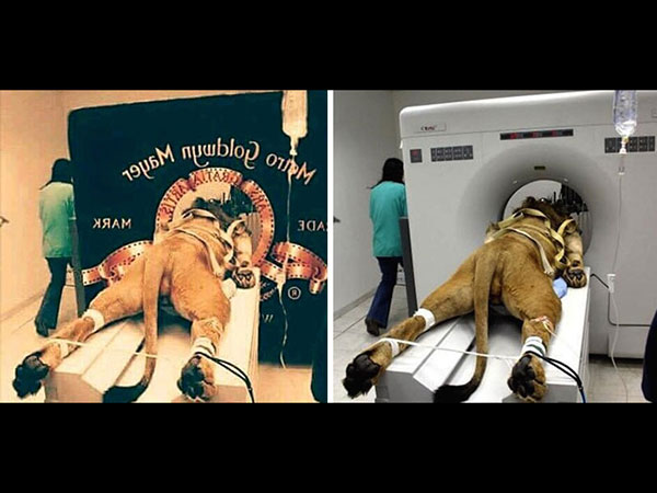 The Lion Going Through CAT Scan!