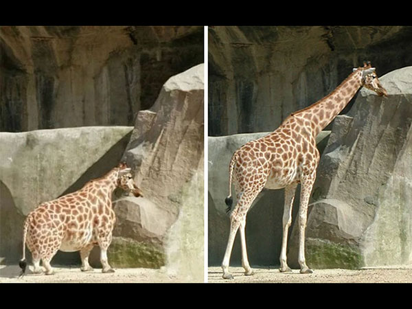 There Is Nothing Like A Dwarf Giraffe