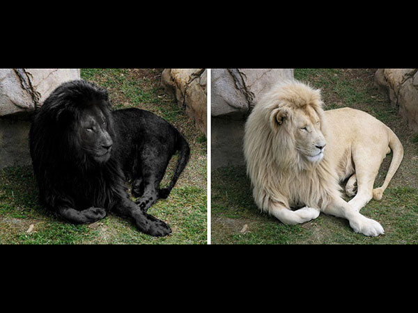 It Is Not A Colouring Competition Here!