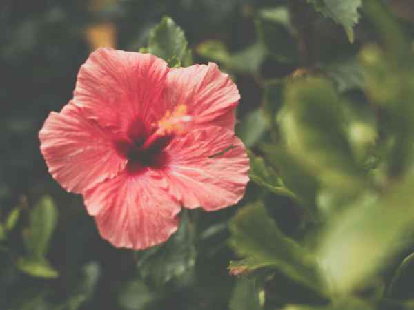 kidney stone treatment at home