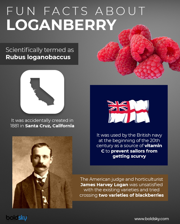 13 Incredible Health Benefits Of Loganberry