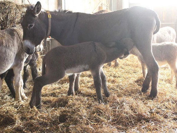 Donkey Milk Donkey Milk