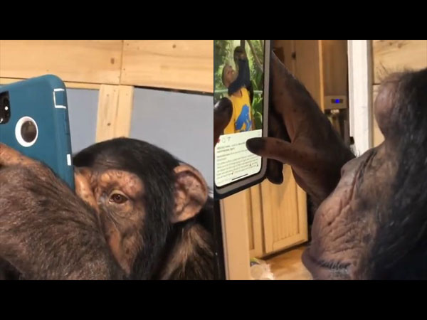 Chimpanzee Browsing Instagram Is The New Viral News Chimpanzee Browsing Instagram Is The New Viral News