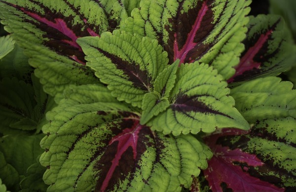 coleus
