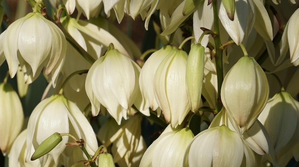 yucca