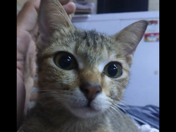 The Cat Bit The Earphones