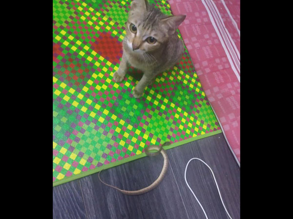 The Cat Had Got Him An Apologetic Gift