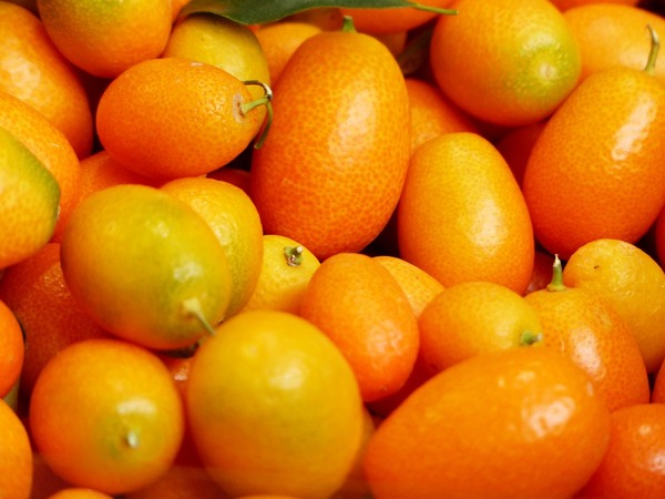 Kumquat Kumquat