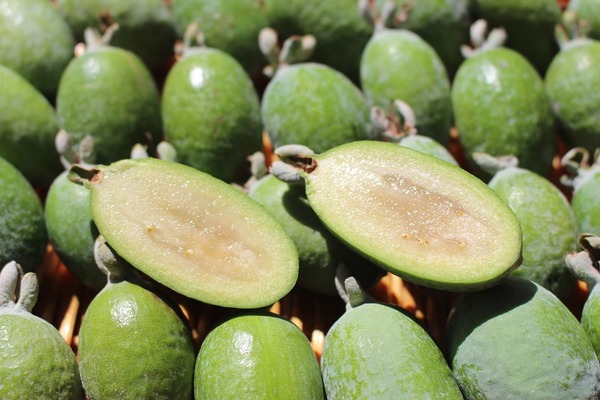 feijoa
