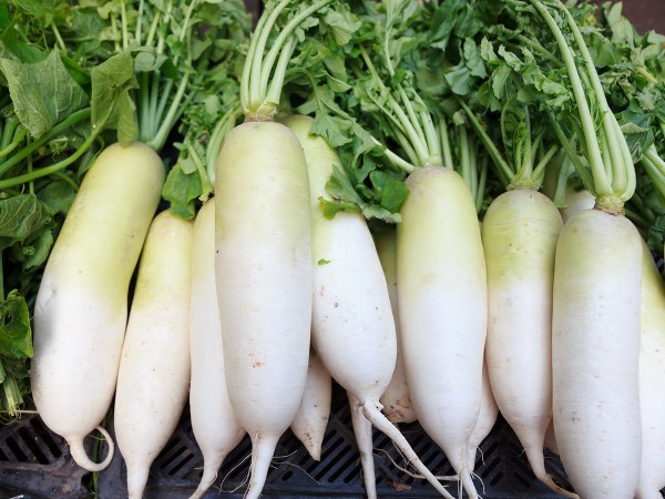 Radish Radish