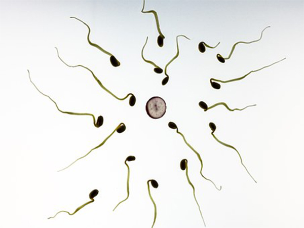 How To Boost Your Sperm Count Naturally