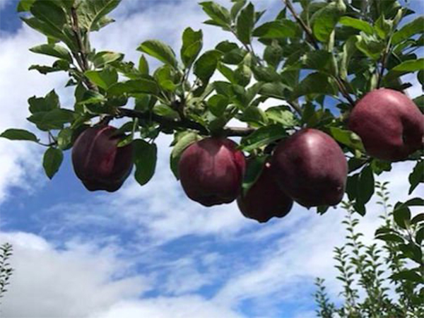 Black Diamond Apples