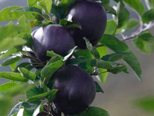 Black Diamond Apples