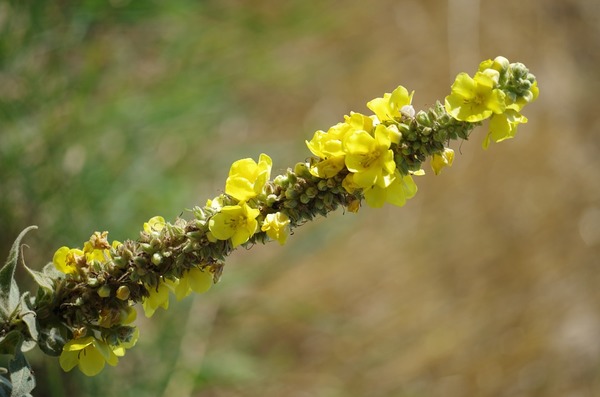Mullein
