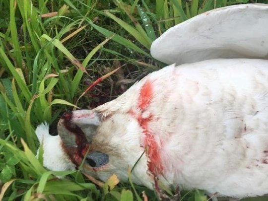 60 Birds Fall To Death From Sky 60 Birds Fall To Death From Sky