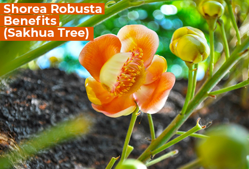 shorea robusta shorea robusta