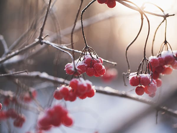 healthy snacks healthy snacks