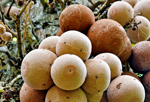 shorea robusta shorea robusta