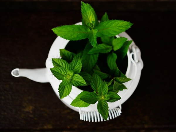 Motion Sickness Motion Sickness