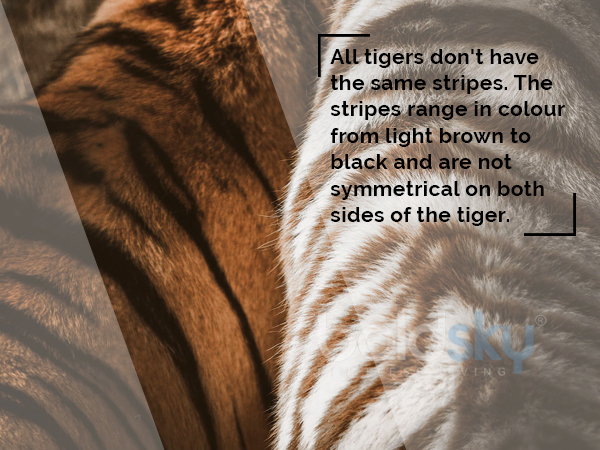 international tiger day