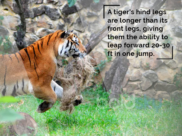 international tiger day